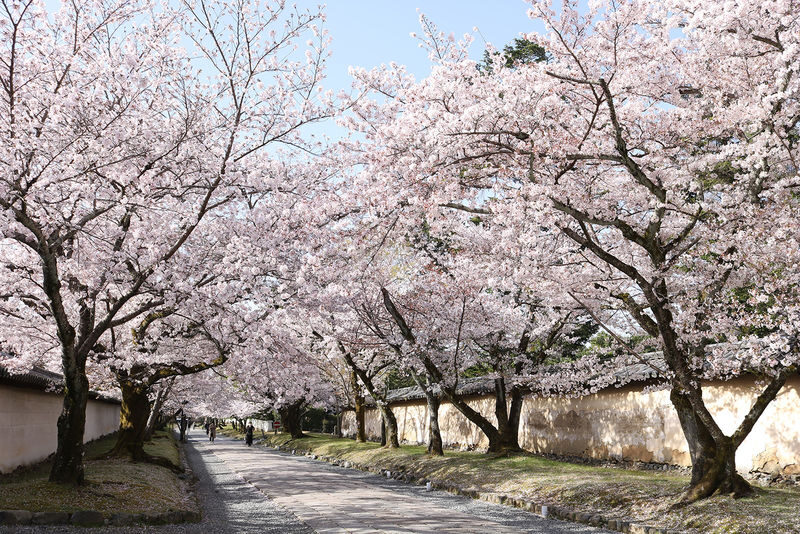 Kyoto Cherry Blossom Day Tour: Fushimi Jikkokubune Boat Walk / Sewari Dike Cherry Blossom Tunnel / Daigo-ji Temple (Departure from Osaka/Kyoto) - Daigo-ji pairs blossom viewing with temple history