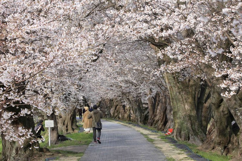 Kyoto Cherry Blossom Day Tour: Fushimi Jikkokubune Boat Walk / Sewari Dike Cherry Blossom Tunnel / Daigo-ji Temple (Departure from Osaka/Kyoto) - Sewaritei is the long walk beneath the blossoms