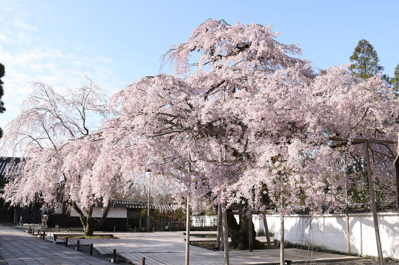 Kyoto Cherry Blossom Day Tour: Fushimi Jikkokubune Boat Walk / Sewari Dike Cherry Blossom Tunnel / Daigo-ji Temple (Departure from Osaka/Kyoto) - The guide and vehicle make the day easier