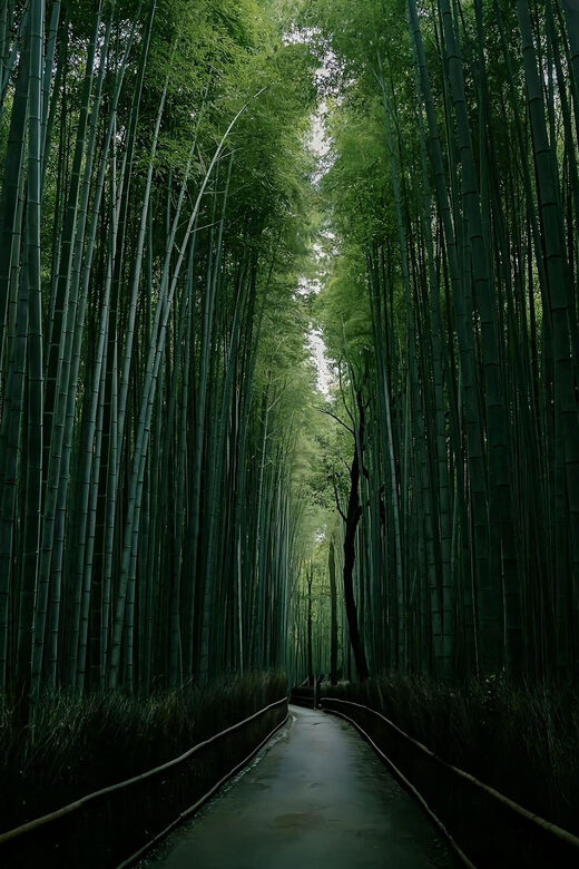 Kyoto: Customized One Day Car tour - The Sum Up: Who Will Benefit Most?