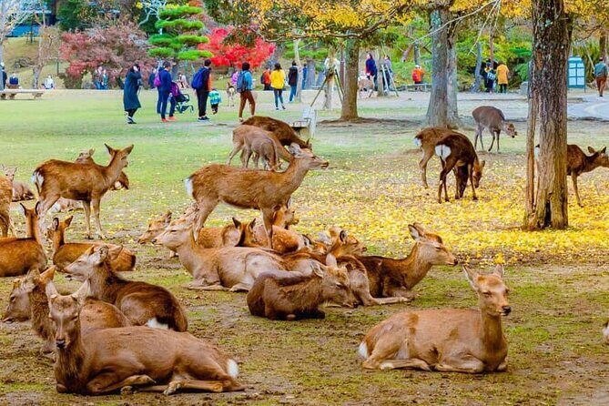 Kyoto Customized Private Car Tour - A Deep Dive into the Kyoto Private Car Tour