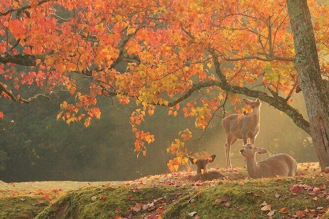 Kyoto Day Tour to Arashiyama, Fushimi Inari and Nara Deer Park - Kyoto Day Tour to Arashiyama, Fushimi Inari, and Nara Deer Park