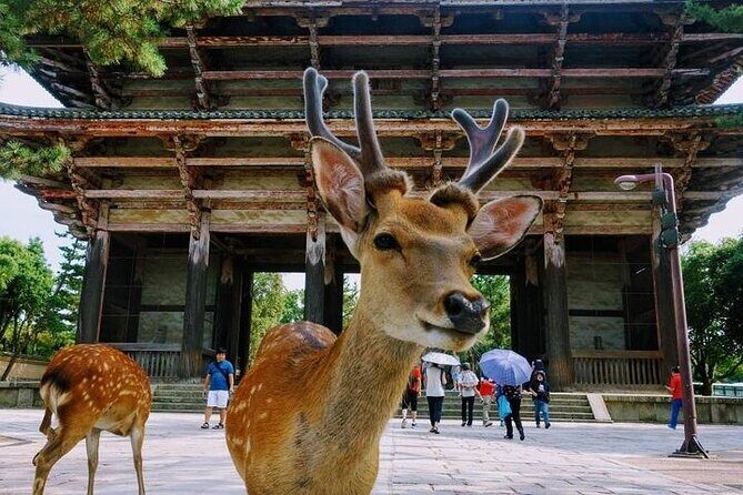 Kyoto Day Tour to Arashiyama, Fushimi Inari and Nara Deer Park - The Sum Up