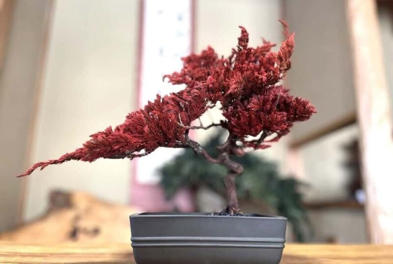 Kyoto: Dry Bonsai Making Workshop - FAQs