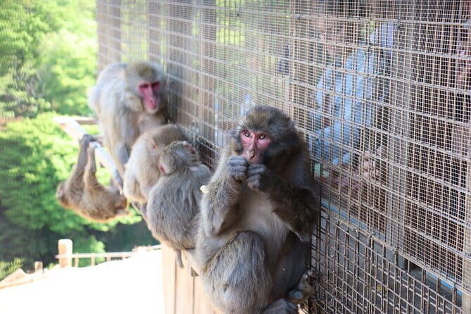 Kyoto Early Bird Tour: Fushimi Inari, Arashiyama Bamboo & Monkeys - Exploring Kyoto’s Top Sights in the Morning