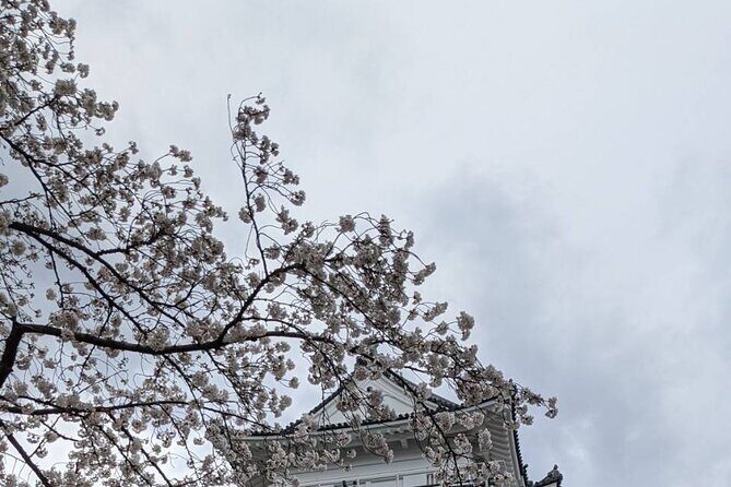 Kyoto Essentials Half Day Walking Tour with Cultural Expert - Who Should Consider This Tour?