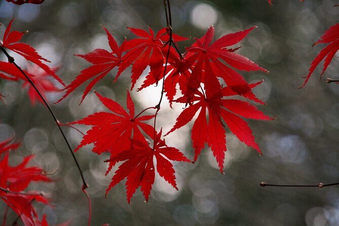 Kyoto: Flexible 3 hours tour with a local guide - Key Points