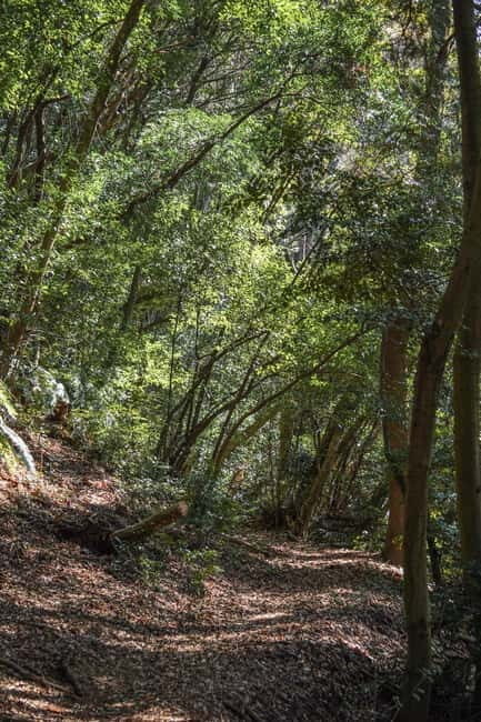 Kyoto from Above: Hike Mt. Amida with Kiyomizu Views - Overview of Kyoto from Above: Hike Mt. Amida with Kiyomizu Views