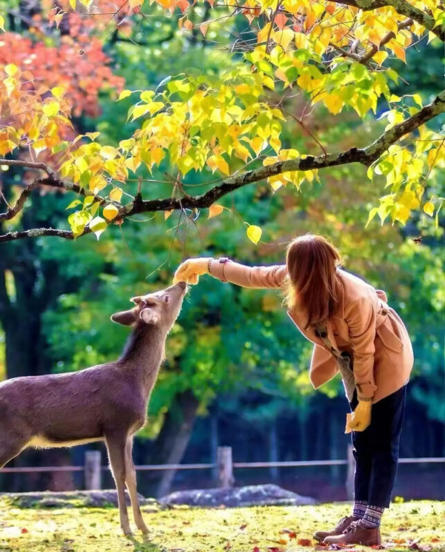 Kyoto Fushimi Inari, Nara Park & Arashiyama Day Tour (Optional pick-up/drop-off in Osaka/Kyoto) - Starting early from Osaka or Kyoto