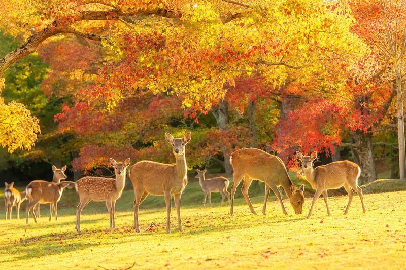 Kyoto Fushimi Inari Shrine Senbon Torii & Arashiyama Bamboo Forest Togetsukyo Bridge & Nara Park Todai-ji Temple One-Day Tour [Can upgrade to A5 Wagyu "Kobe Beef" (Departing from Osaka/Kyoto)] - Lunch, Kobe beef and what the price covers