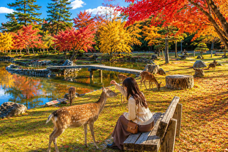Kyoto Fushimi Inari Shrine Senbon Torii & Arashiyama Bamboo Forest Togetsukyo Bridge & Nara Park Todai-ji Temple One-Day Tour [Can upgrade to A5 Wagyu "Kobe Beef" (Departing from Osaka/Kyoto)] - The guide, coach and self-guided format