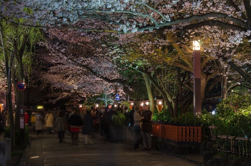 Kyoto Gion Night Guided Walking Tour (3 Hours) - Shirakawa-dori and quieter backstreets