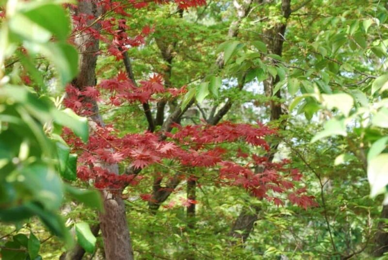 Kyoto: Guided Tour of Bamboo Forest, Temple and more - Exploring Kyoto’s Natural and Cultural Gems