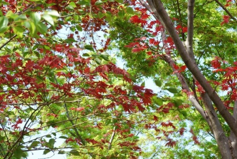 Kyoto: Guided Tour of Bamboo Forest, Temple and more - The Value of a Short, Focused Tour