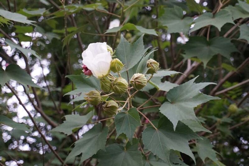 Kyoto: Hidden Temples and Tea Ceremony Tour - FAQ