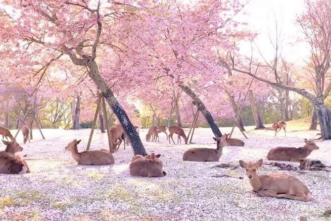 Kyoto Highlights Tour: Arashiyama, Nara Park and Fushimi Inari - The Sum Up