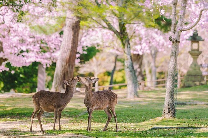 Kyoto Highlights Tour: Arashiyama, Nara Park and Fushimi Inari - FAQ