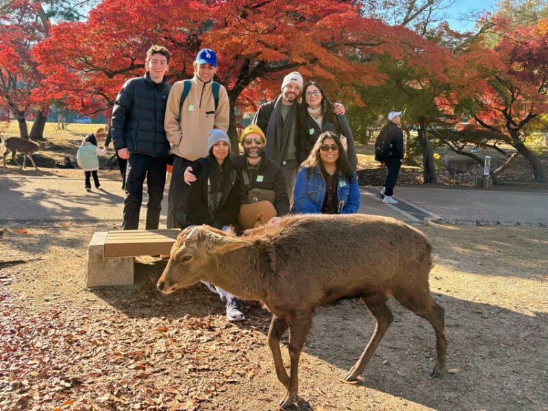 Kyoto: Historical Nara & Kyoto Bus Tour - Who Is This Tour Best For?