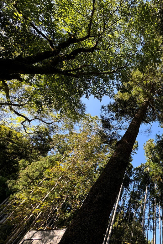 Kyoto: Kifune Shrine and the Sacred Kifune Valley Day Trip - In-Depth Review