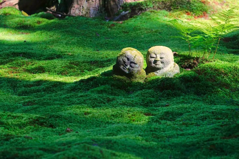 Kyoto: Kifune Shrine & Sanzen-in Temple, Arashiyama Sightseeing Train Experience/Eizan Electric Railway One-Day Trip (Departing from Osaka/Kyoto) - Sanzen-in: moss gardens and a quieter Kyoto