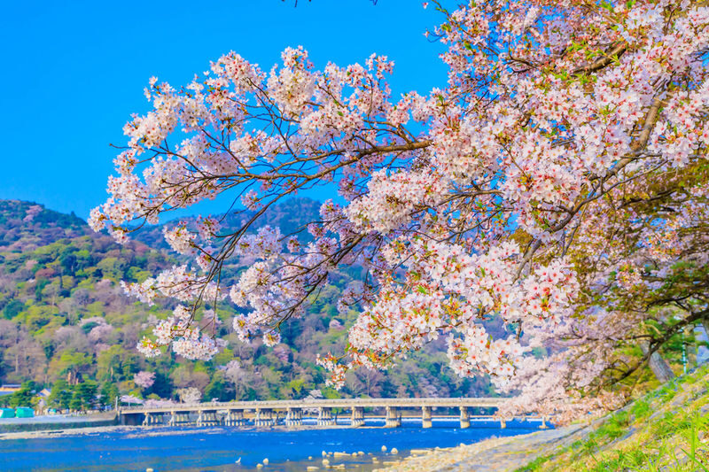 Kyoto: Kifune Shrine & Sanzen-in Temple, Arashiyama Sightseeing Train Experience/Eizan Electric Railway One-Day Trip (Departing from Osaka/Kyoto) - What the day’s pace feels like