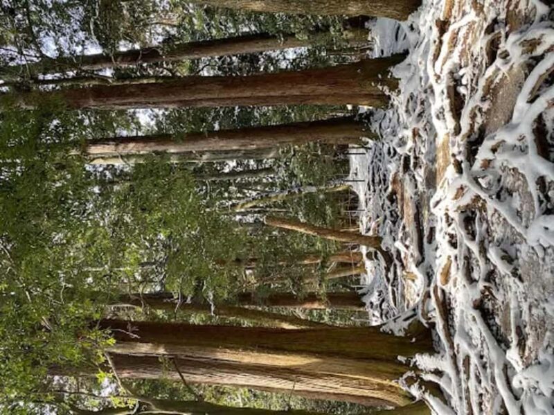 Kyoto: Kurama, Kibune, and Ohara Private Tour for Couples - An In-Depth Look at the Tour