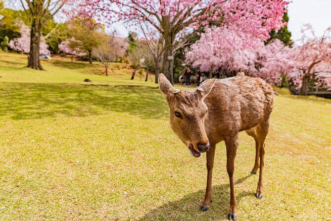 Kyoto & Nara 1 Day Private Charter Car Tour from Osaka or Kyoto - Experience the Best of Kyoto & Nara in a Day with a Private Car Tour