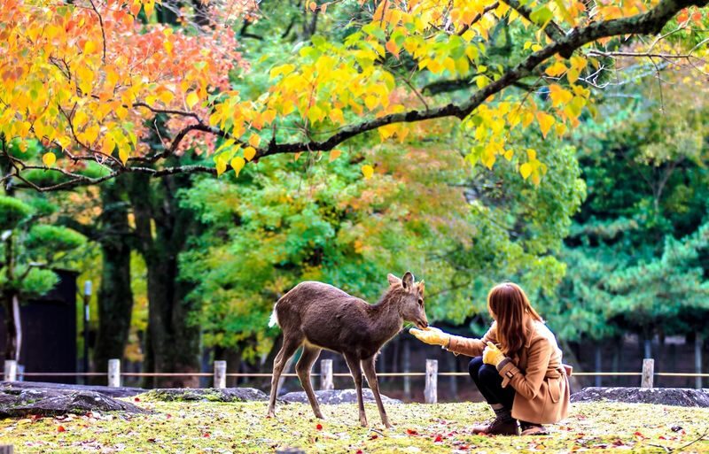 Kyoto & Nara & Amanohashidate 2-Day Tour - Free Shrimp Sticks for Feeding Seagulls (Accommodation Not Included) - Should you book it?