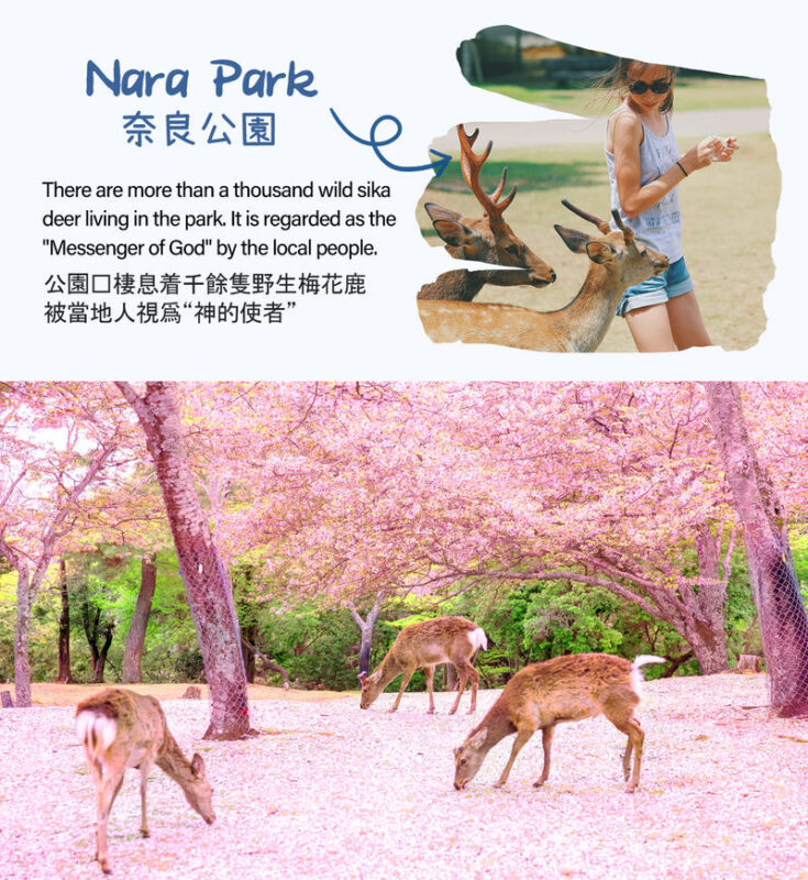 Kyoto Nara Arashiyama Day Trip | Nara Park Deer Feeding & Fushimi Inari Shrines Thousand Torii Gates & Arashiyama Scenic Railway & Bamboo Forest Path | Kyoto or Osaka Drop-off - A three-stop route from Osaka