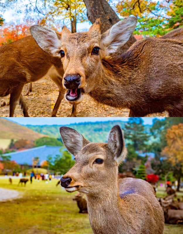 Kyoto, Nara, Arashiyama & Fushimi Inari Shrine & Nara Park Day Tour (Optional pick-up and drop-off in Osaka or Kyoto) - Three stops, one packed day