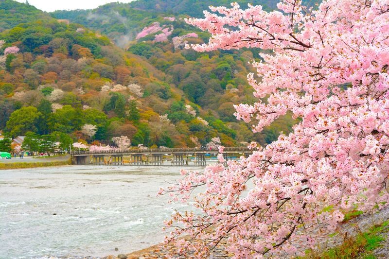 Kyoto Nara Classic Day Trip: Katsuoji Temple Daruma Wall & Arashiyama Bamboo Grove & Nara Park (Departing from Osaka) - Nara Park: deer, temples and a watchful eye