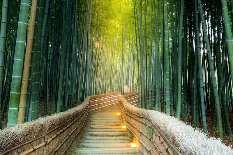 Kyoto Nara Classic Day Trip: Katsuoji Temple Daruma Wall & Arashiyama Bamboo Grove & Nara Park (Departing from Osaka) - The guide and the freedom to explore