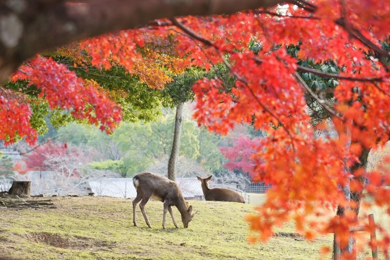[Kyoto & Nara Day Tour] Sagano Scenic Railway & Nara Park & Fushimi Inari Taisha Thousand Torii Gates & Togetsukyo Bridge & Bamboo Grove & Kimono Forest (Departing from Osaka) - Nara Park: deer, snacks and a little caution
