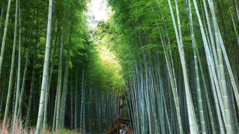 [Kyoto & Nara Day Tour] Sagano Scenic Railway & Nara Park & Fushimi Inari Taisha Thousand Torii Gates & Togetsukyo Bridge & Bamboo Grove & Kimono Forest (Departing from Osaka) - Price and value: what the starting fare covers