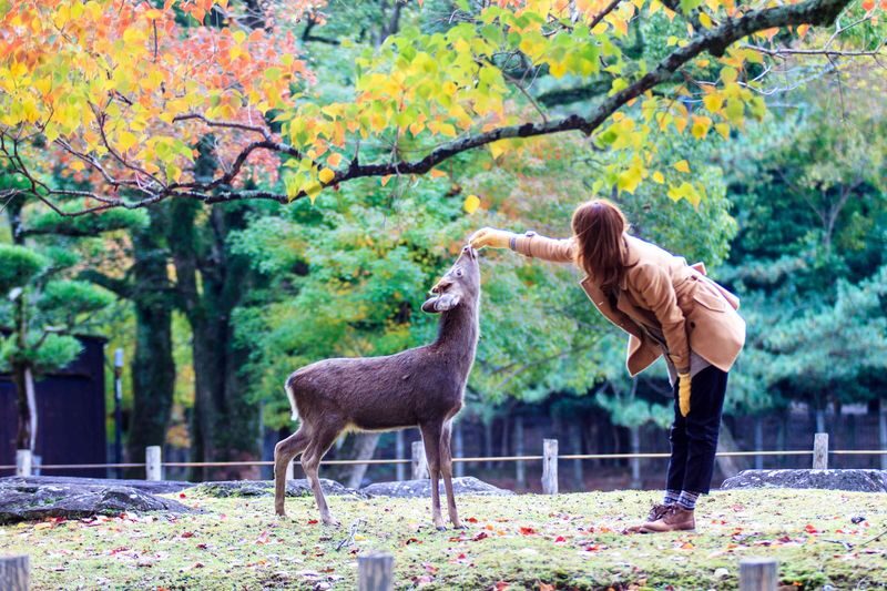[Kyoto & Nara Day Tour] Sagano Scenic Railway & Nara Park & Fushimi Inari Taisha Thousand Torii Gates & Togetsukyo Bridge & Bamboo Grove & Kimono Forest (Departing from Osaka) - Who should choose this Kyoto and Nara day tour?