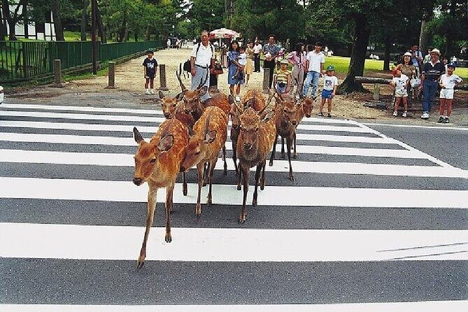 Kyoto & Nara Day Trip - Golden Pavilion & Todaiji from Kyoto - Heading South to Nara: Sacred Sites and Playful Deer