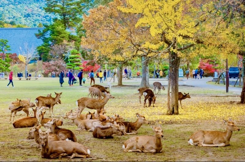 Kyoto & Nara Full-Day Private Customizable Tour - What the private car changes