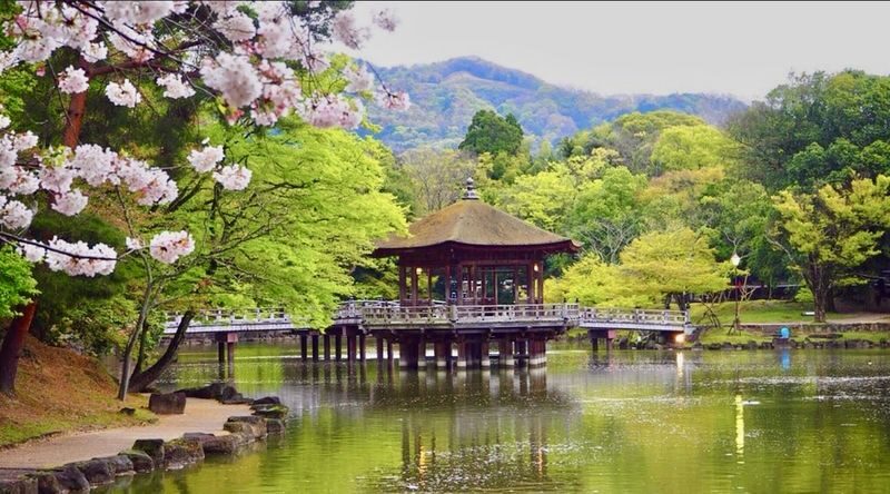 Kyoto & Nara Full-Day Private Customizable Tour - Weather, pace, and what to expect