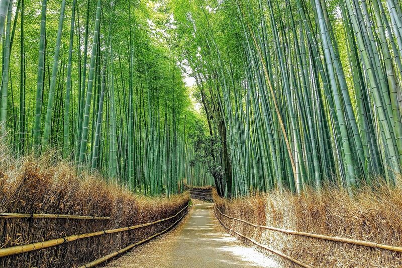 Kyoto & Nara Full-Day Private Guided Tour with Transfers - The guide can make or break the experience