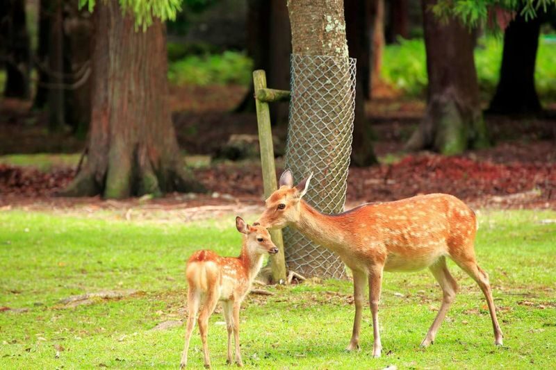 Kyoto & Nara Full-Day Private Tour with Customizable Itinerary - A private day built around your priorities