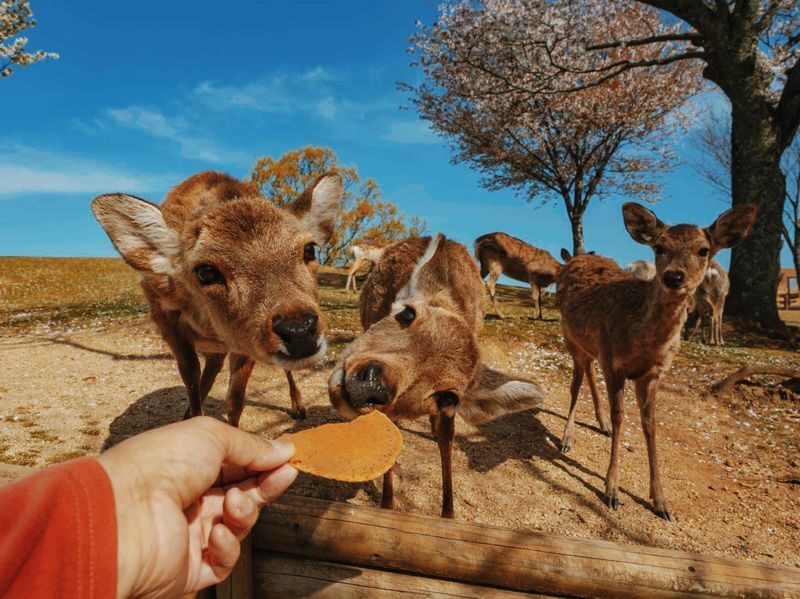 Kyoto & Nara Full-Day Private Tour with Customizable Itinerary - Who should book this Kyoto and Nara tour?