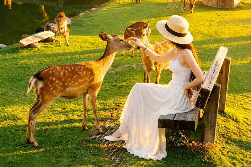 Kyoto & Nara Full-Day Temples & Deer Park Tour - Key points to know