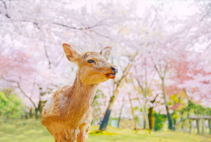 Kyoto & Nara Park & Arashiyama Day Trip (Optional Departure from Osaka or Kyoto) - Guides and group rhythm
