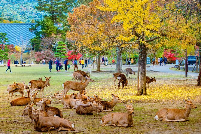 Kyoto & Nara Small Group Day Tour from Kyoto - Who Should Consider This Tour?