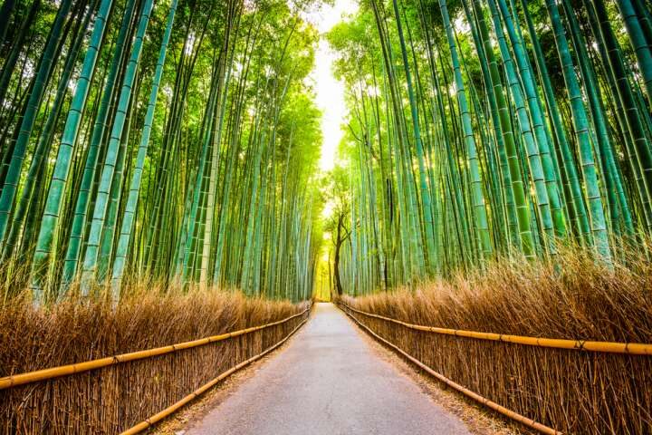 Kyoto & Nara tour - Arashiyama & Fushimi Inari Shrine & Nara Park - What the guide does, and what the guide does not do