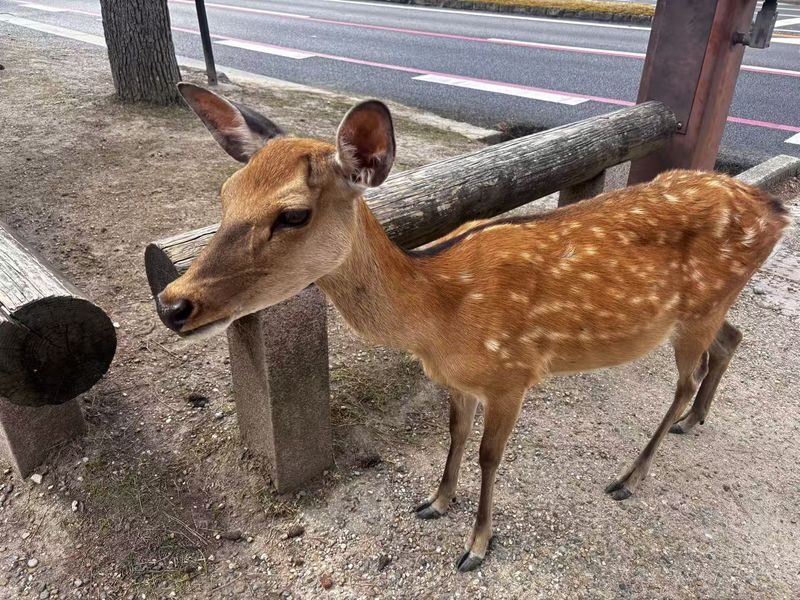 Kyoto & Nara tour - Arashiyama & Fushimi Inari Shrine & Nara Park - Who should book this Kyoto and Nara day trip?