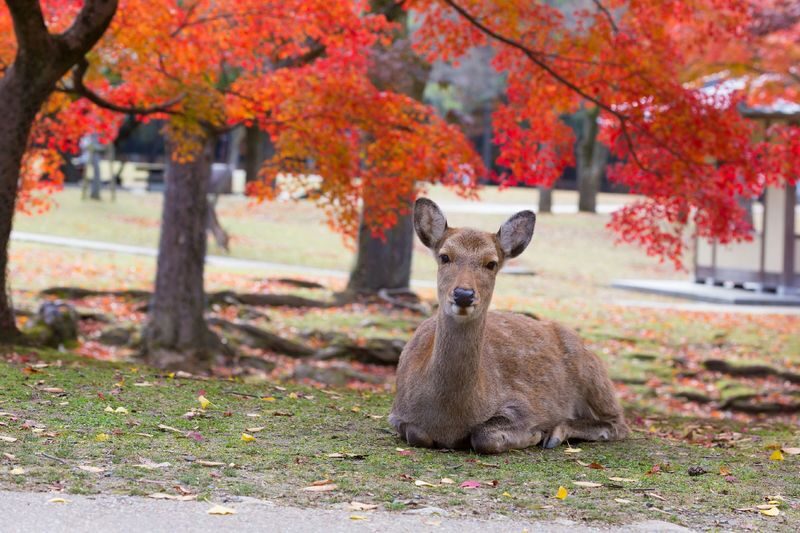 Kyoto & Nara & Uji Day Tour: Nara Park Cute Deer & Fushimi Inari Taisha Thousand Torii Gates & World Cultural Heritage Todai-ji & Byodo-in & Uji Matcha Food Street & Uji River & Uji Park & Asagiri Bridge Day Tour - What to Know Before You Go