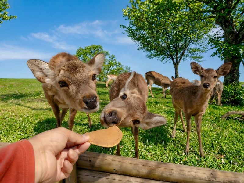 Kyoto & Nara & Uji Day Tour: Nara Park Cute Deer & Fushimi Inari Taisha Thousand Torii Gates & World Cultural Heritage Todai-ji & Byodo-in & Uji Matcha Food Street & Uji River & Uji Park & Asagiri Bridge Day Tour - Uji: River Views, Byodo-in and Matcha