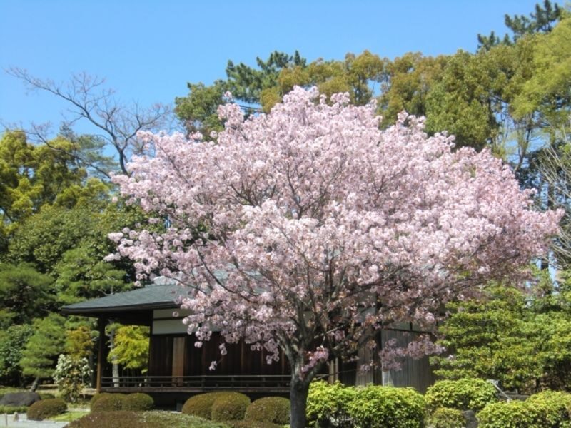Kyoto: Nijo Castle Admission / World Heritage Guided Tour - Why Nijo Castle is more than a pretty stop