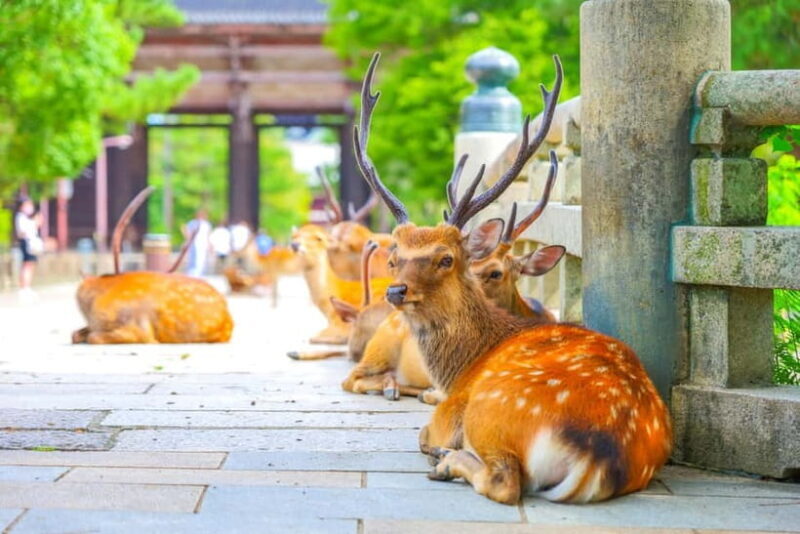 Kyoto/Osaka: Kinkakuji, Bamboo Forest, and Nara Deer Park - Exploring Japan’s Ancient Capitals: Kinkaku-ji, Bamboo Forest, and Nara Deer Park